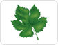 grape leaf image