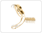 skeleton of a venomous snake: head