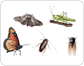 examples of insects image