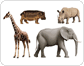 examples of ungulate mammals image
