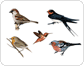 examples of birds image