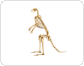 skeleton of a kangaroo image