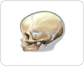 child’s skull image