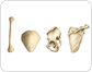 types of bones image
