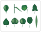 simple leaves