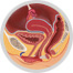 female reproductive organs image