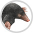 mole image