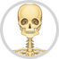 skeleton image