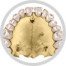 teeth image