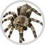 spider image
