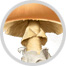 mushroom image