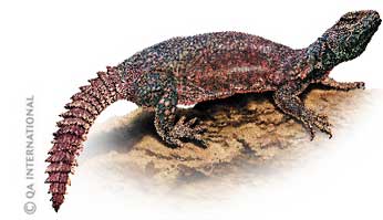 The African spiny-tailed lizard 