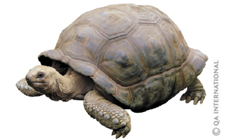 Alabra giant tortoise