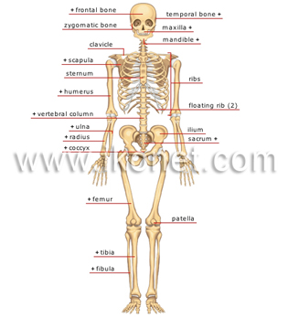 Anterior view - human skeleton