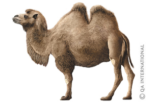 The Bactrian camel 
