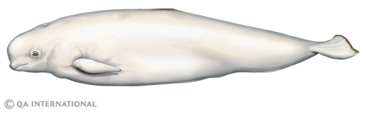 The beluga