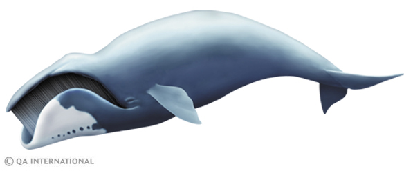 The bowhead whale