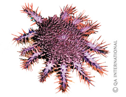 The crown-of-thorns starfishs