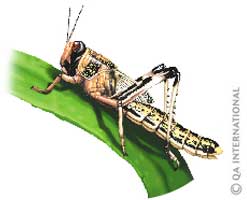 The desert locust 