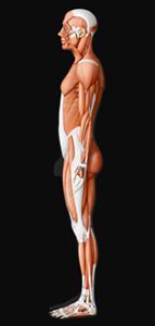 Muscles, Virtual Human Body