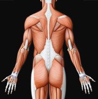 Muscles, Virtual Human Body