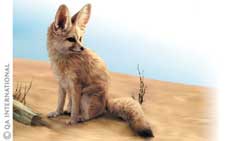 The fennec fox