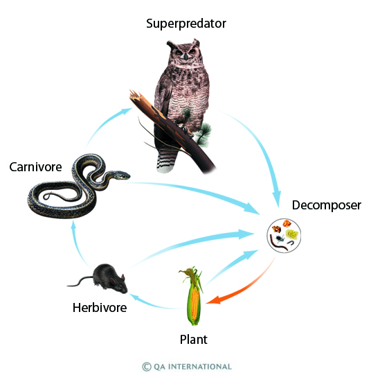 The food chain of living things