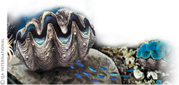 The giant clam