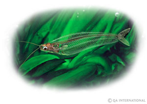 The glass catfish