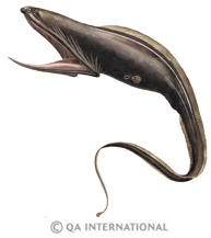The gulper eel