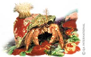 The hermit crab 