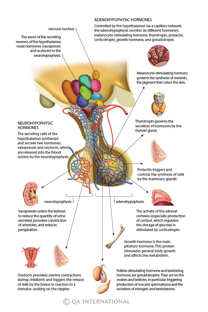 Hormones Of The Body Chart