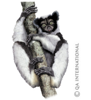 Indri of Madagascar