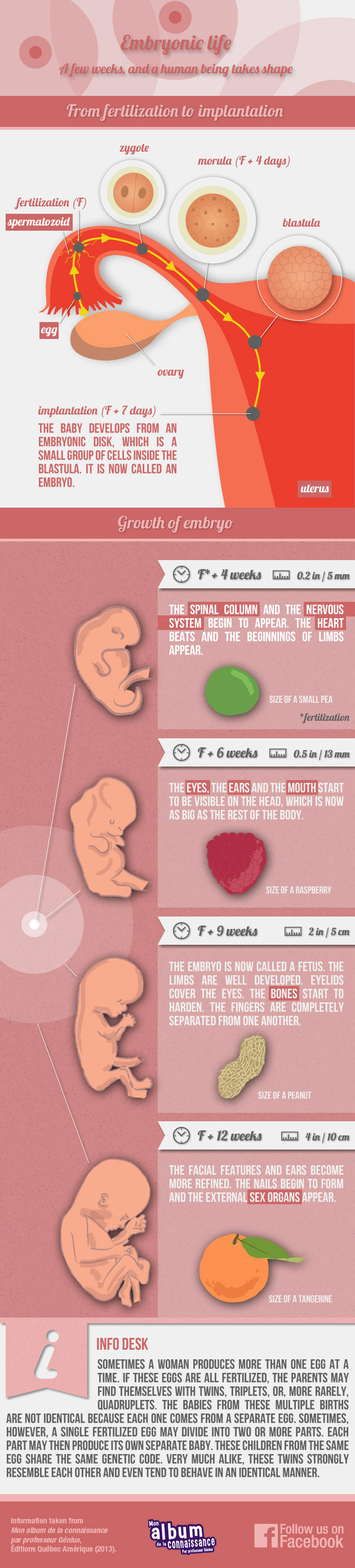 Infographic: embryonic life