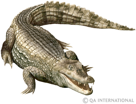 The caiman