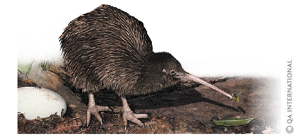 kiwi of New Zealand