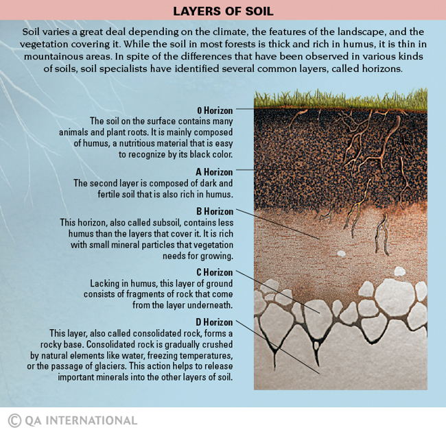 Layers of soil