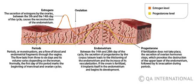 Menstrual cycle phases