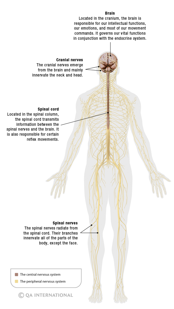 Spinal Nerve Innervation Chart