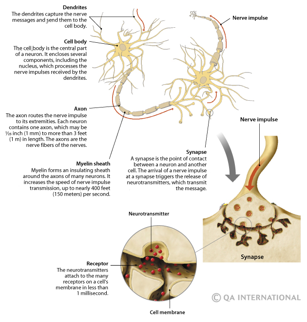 The nervous system: more than 90,000 miles of sensations! - Visual