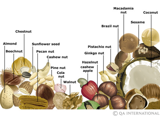 Nut Families Chart