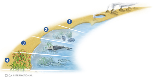 The major stages of the evolution of life