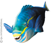 The parrotfish