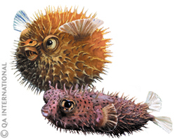 The porcupine fish