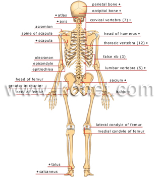 posterior view