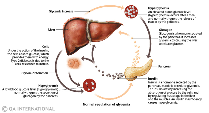 Normal regulation of glycemia