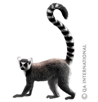Ring-tail lemur of Madagascar