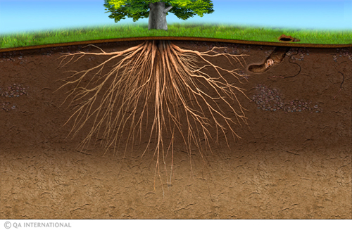 Tree roots