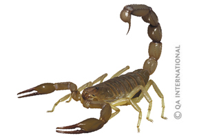 The scorpion