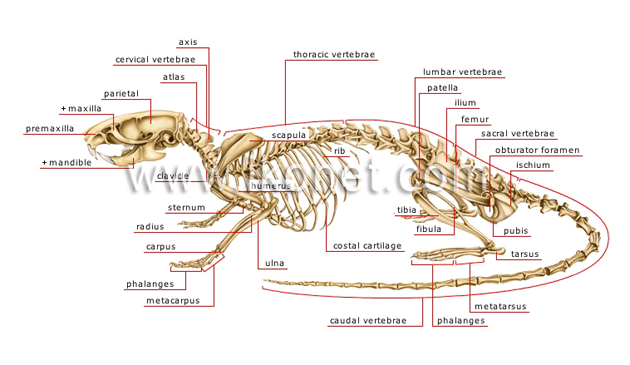 skeleton of a rat